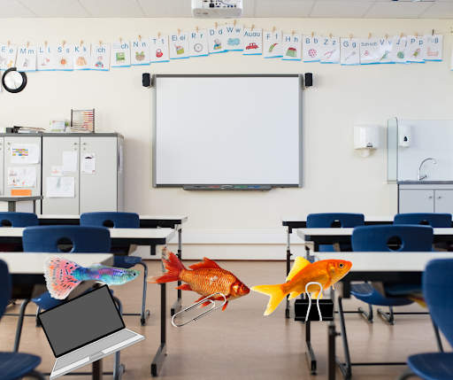 The fish have recently been caught on photo. Sightings of the fish prove that they were stealing classroom items.