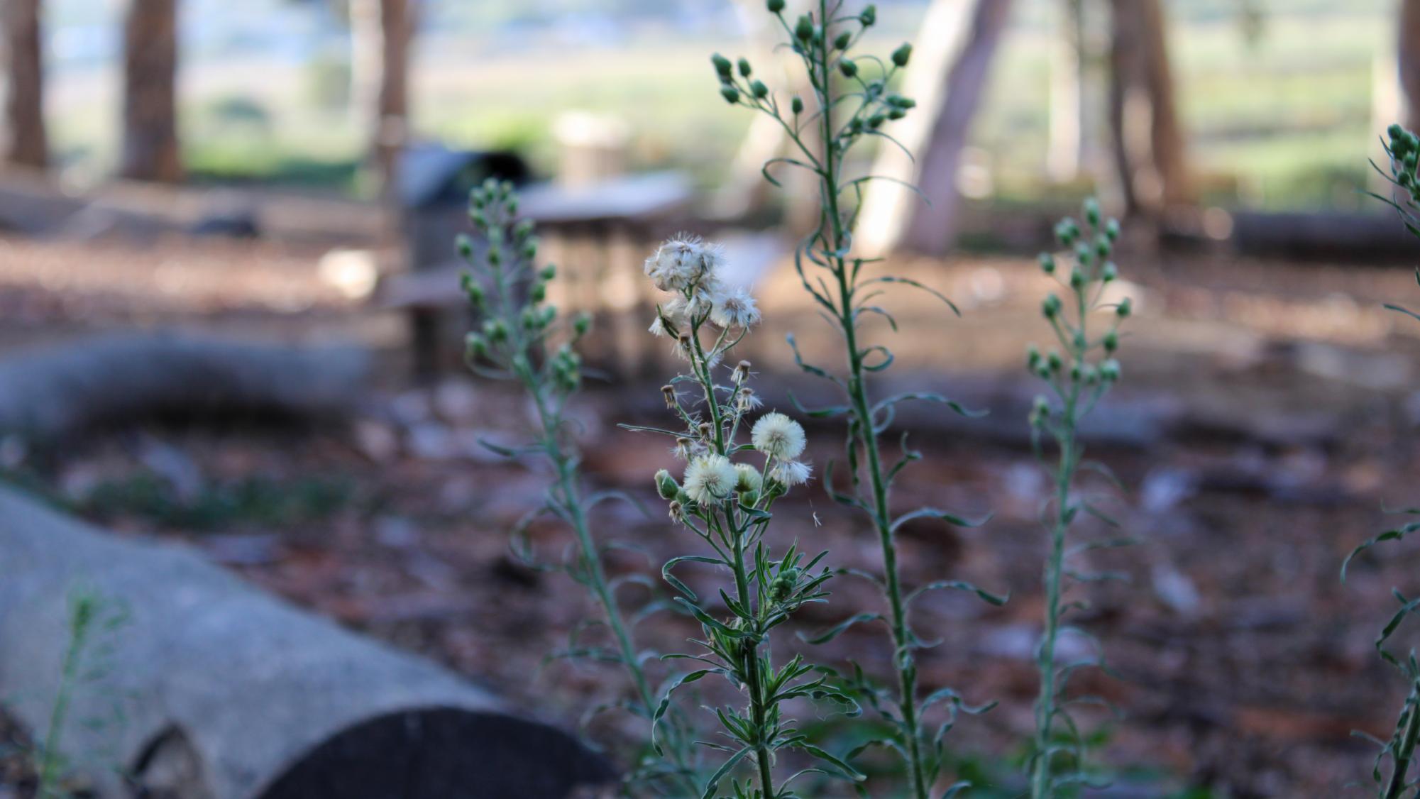 Carlsbad Terrain Treasures: Hosp Grove Park Through Photos