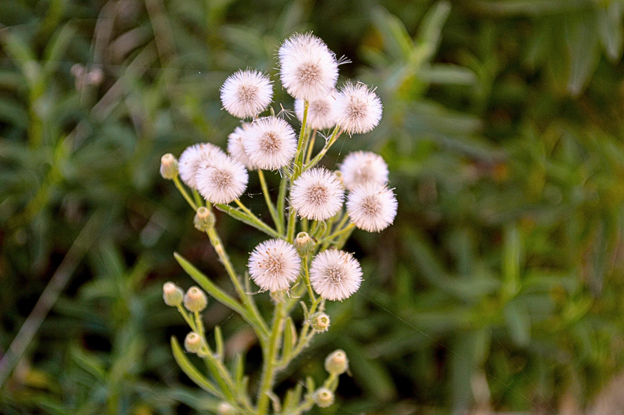 Flowers Around Sage Creek
