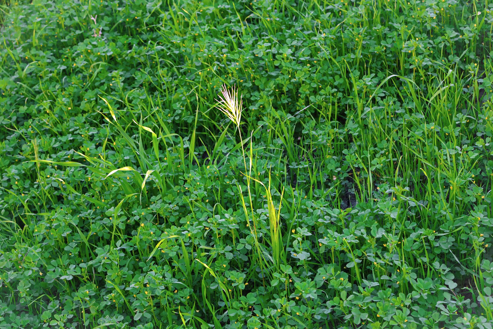 Flowers Around Sage Creek