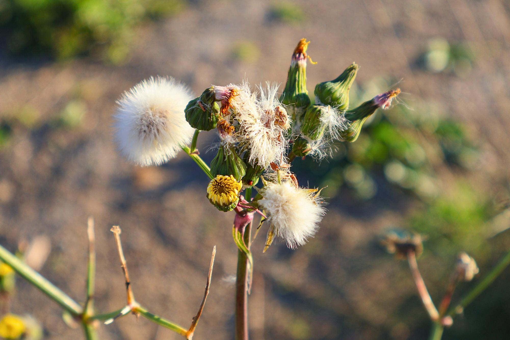 Flowers Around Sage Creek