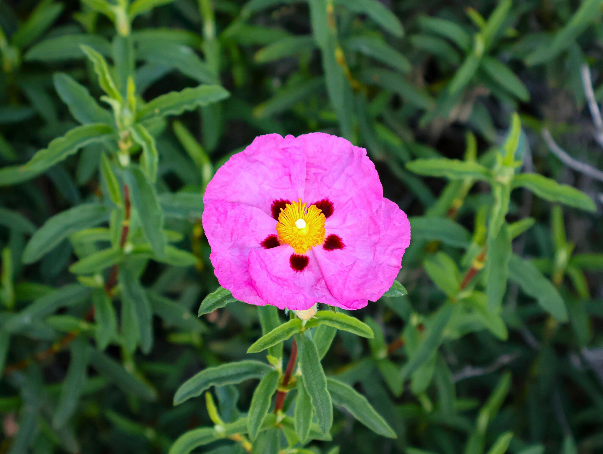 Flowers Around Sage Creek