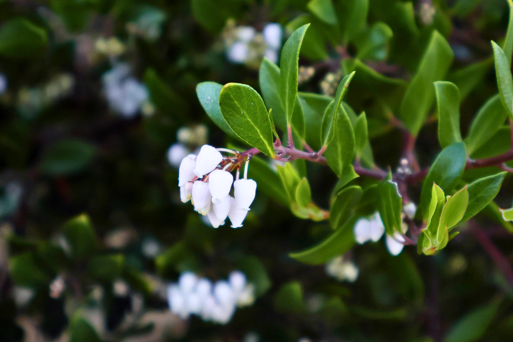 Flowers Around Sage Creek