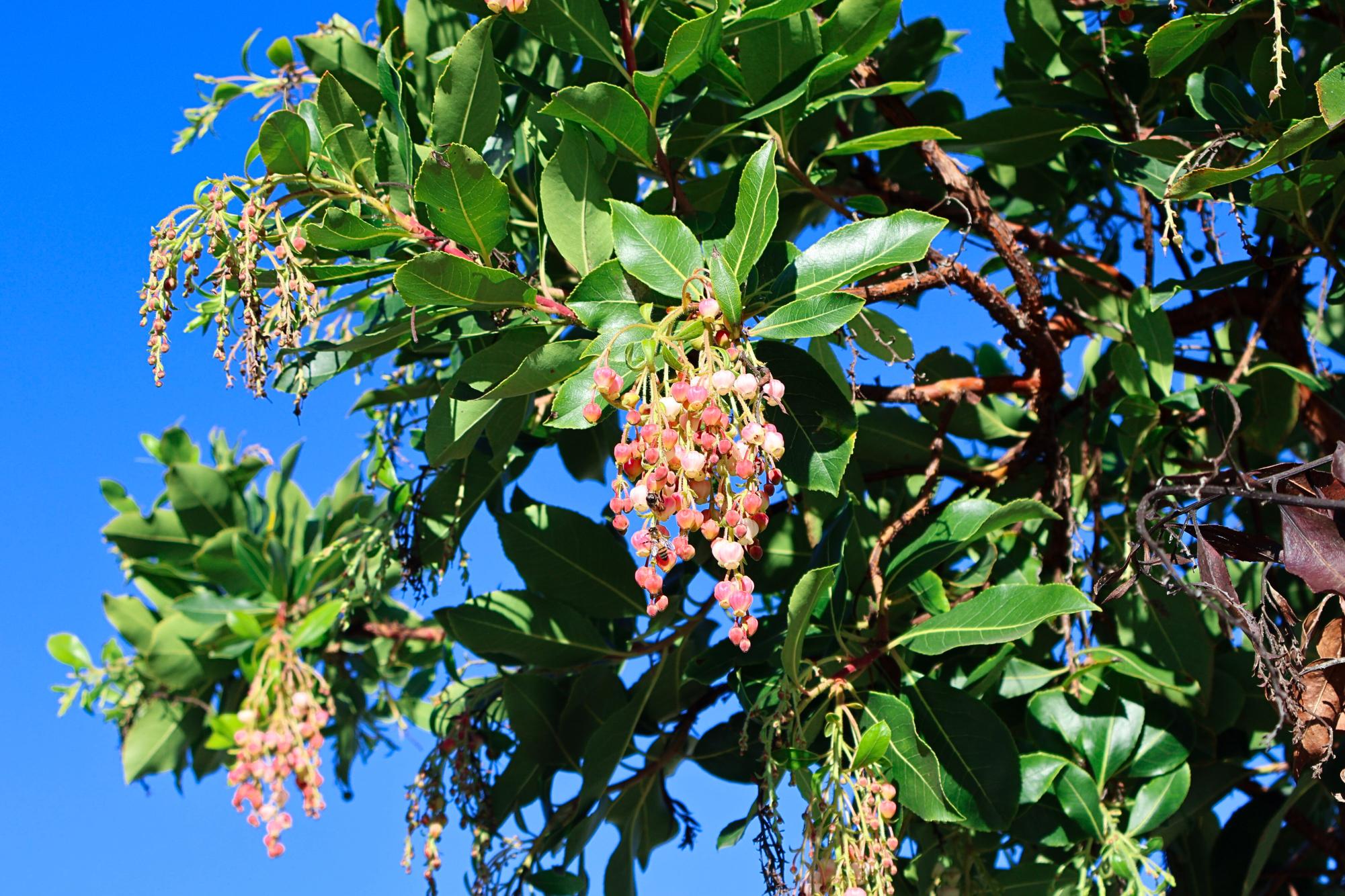 Flowers Around Sage Creek