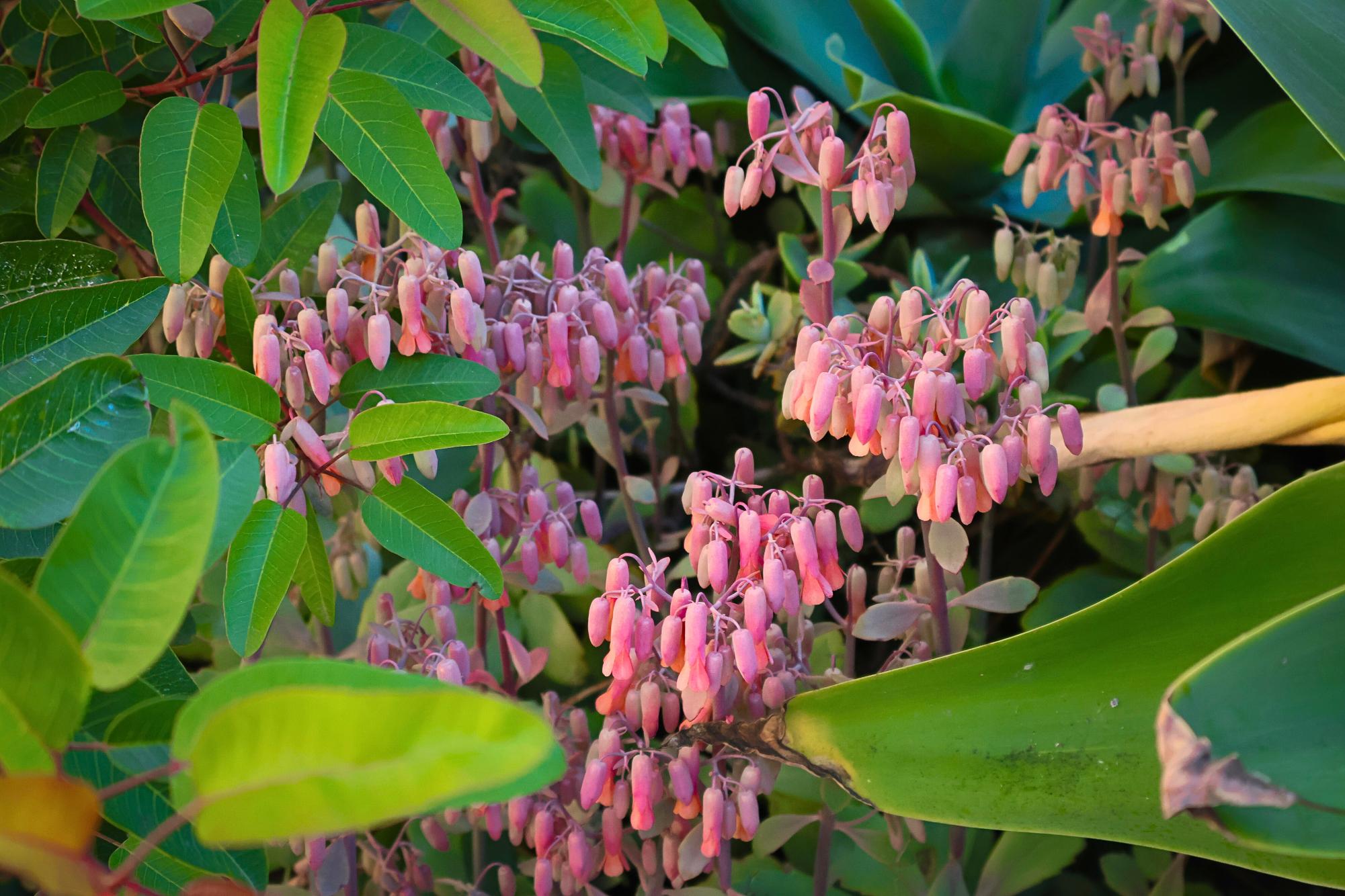 Flowers Around Sage Creek