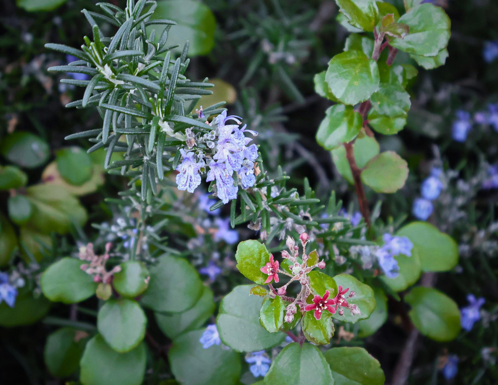 Flowers Around Sage Creek