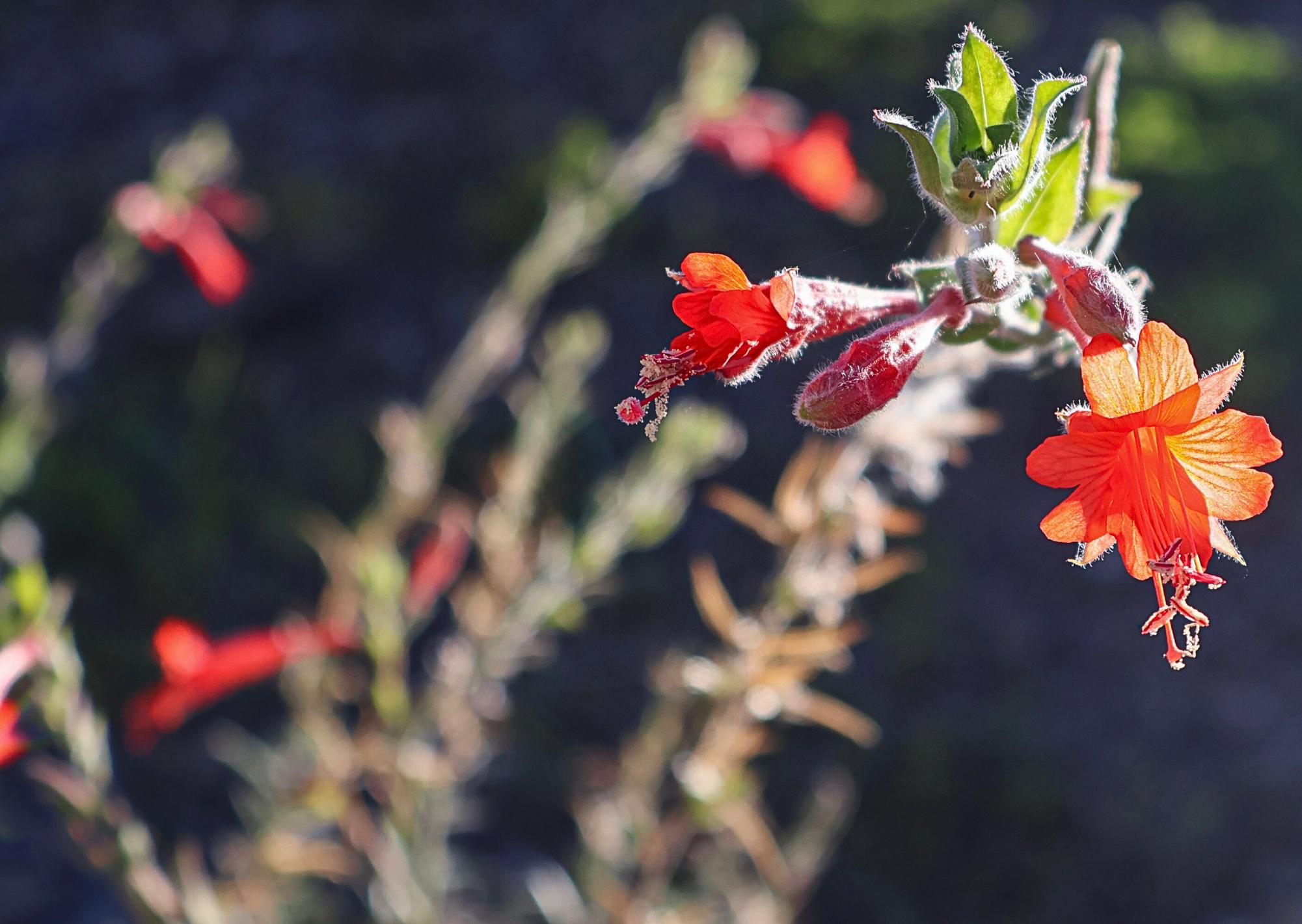 Flowers Around Sage Creek