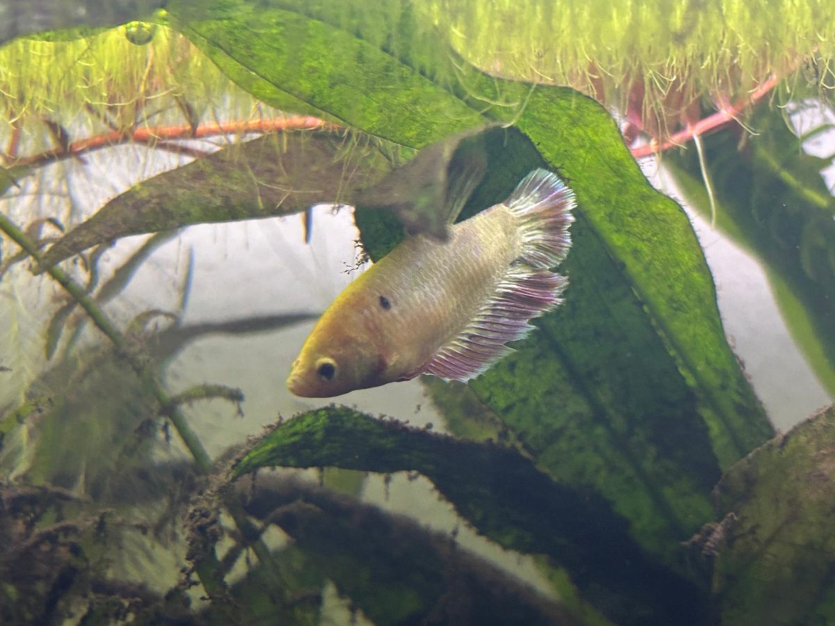 Mipha relaxes in her tank after eating breakfast. Her previous fins were translucent white but transitioned to a darker red.
