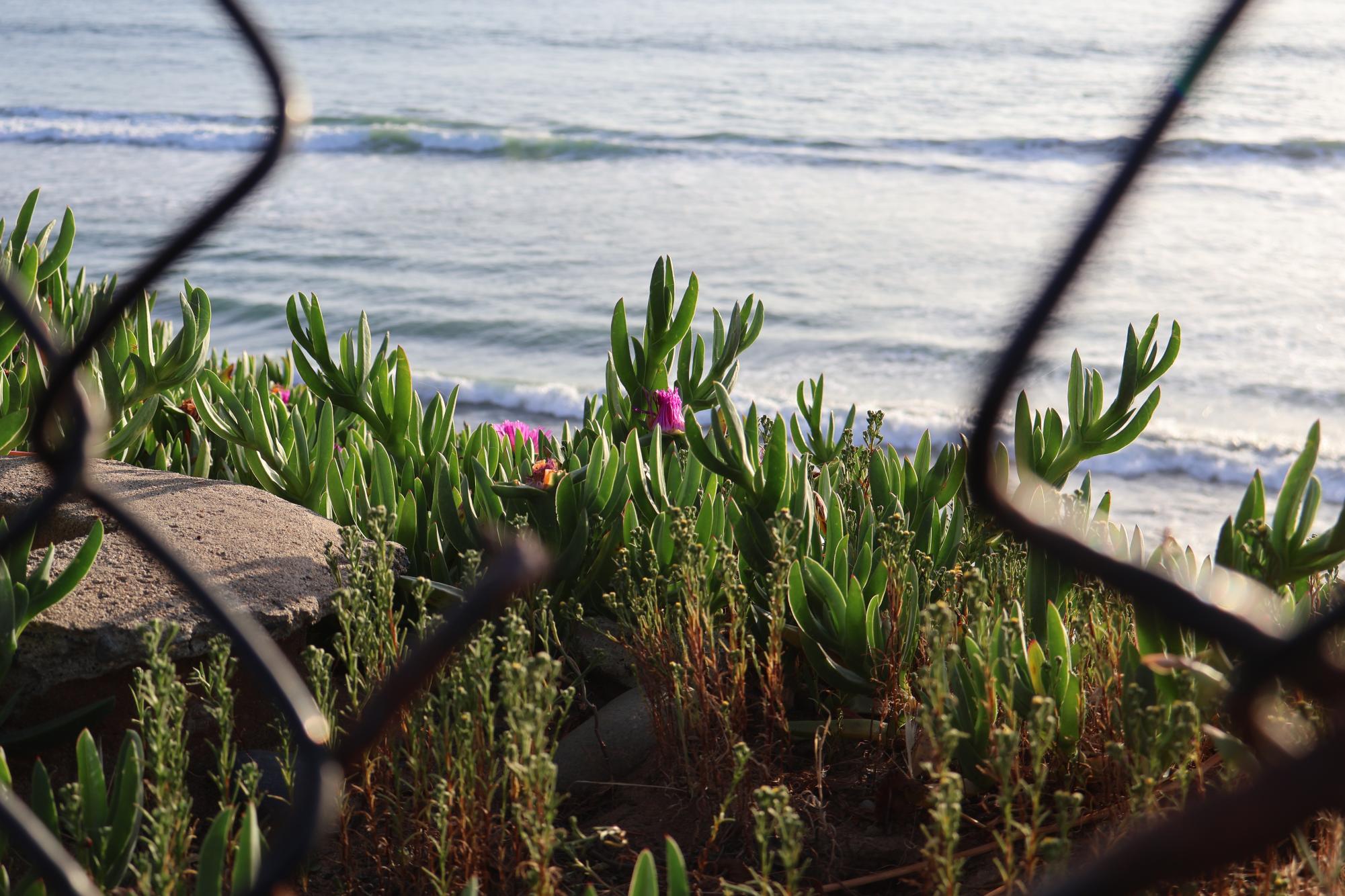 Hidden Beauty around Carlsbad