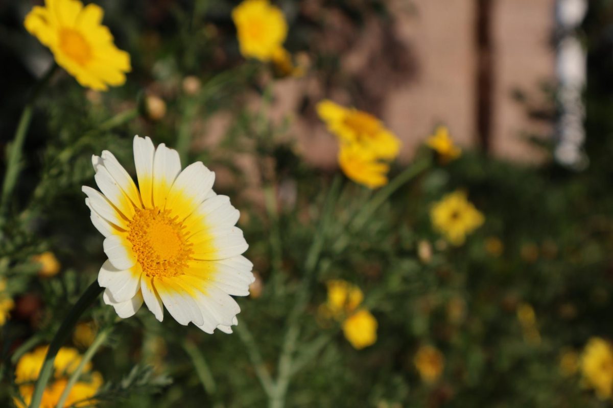 Hidden Beauty around Carlsbad
