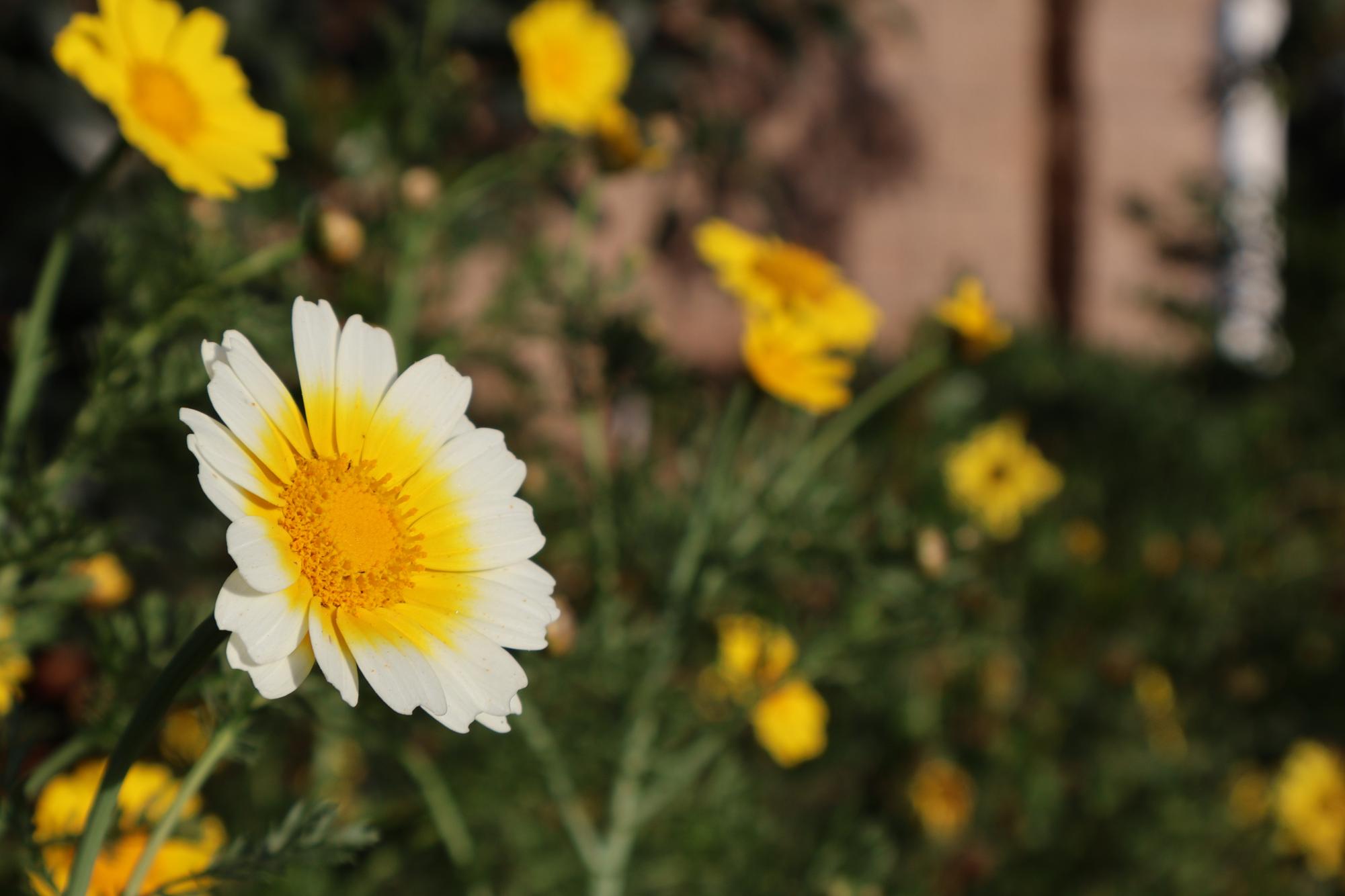 Hidden Beauty around Carlsbad