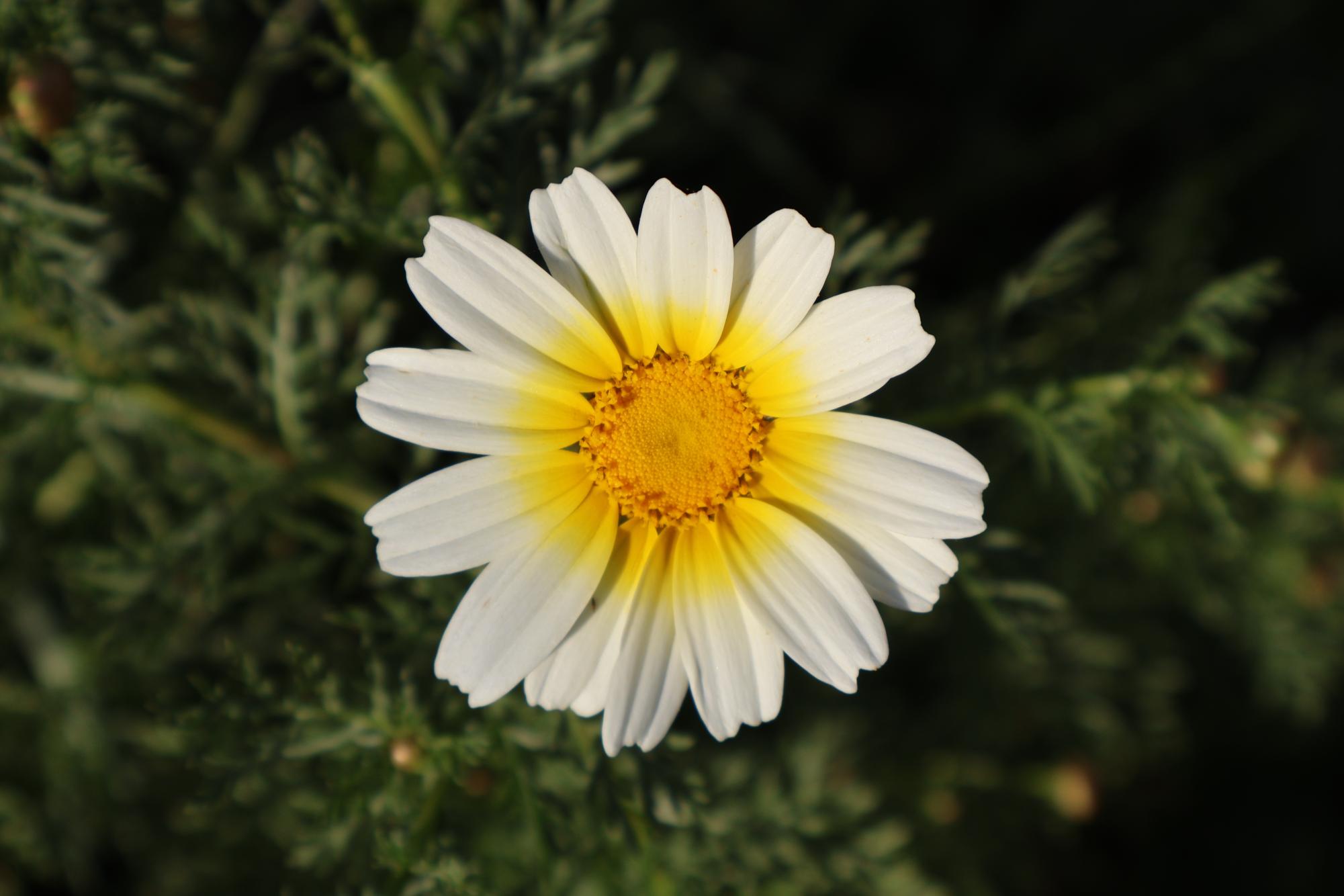Hidden Beauty around Carlsbad