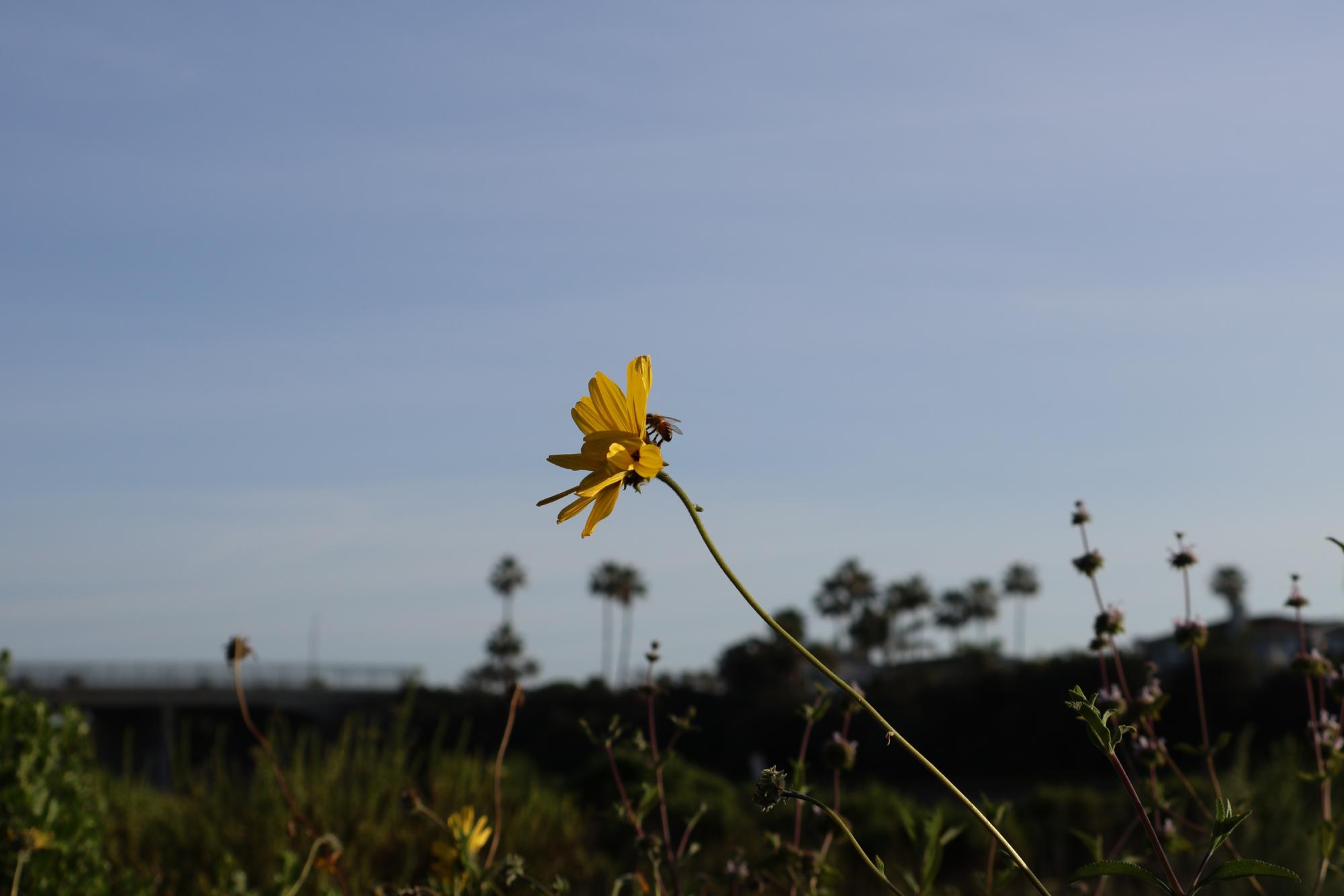 Hidden Beauty around Carlsbad