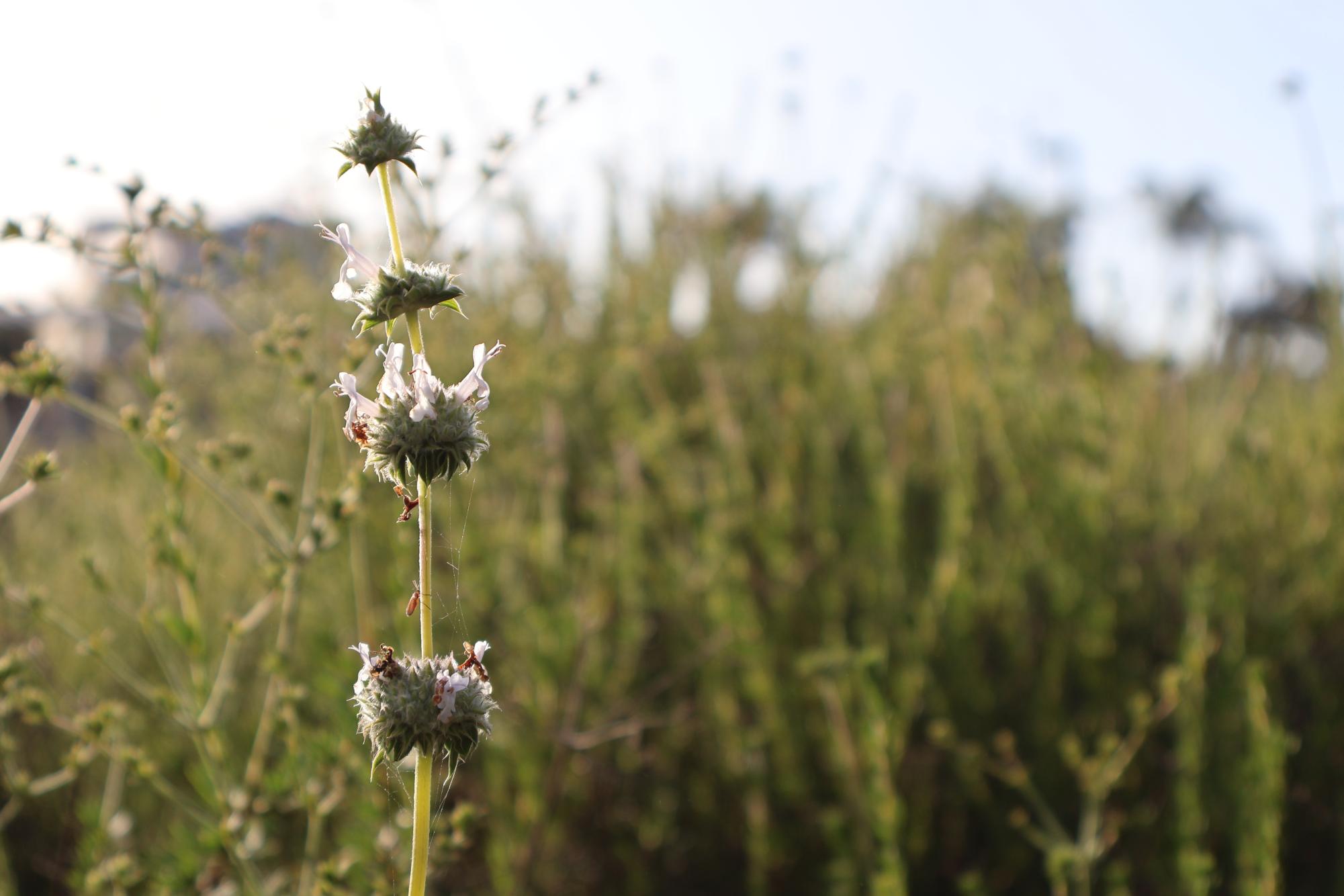 Hidden Beauty around Carlsbad