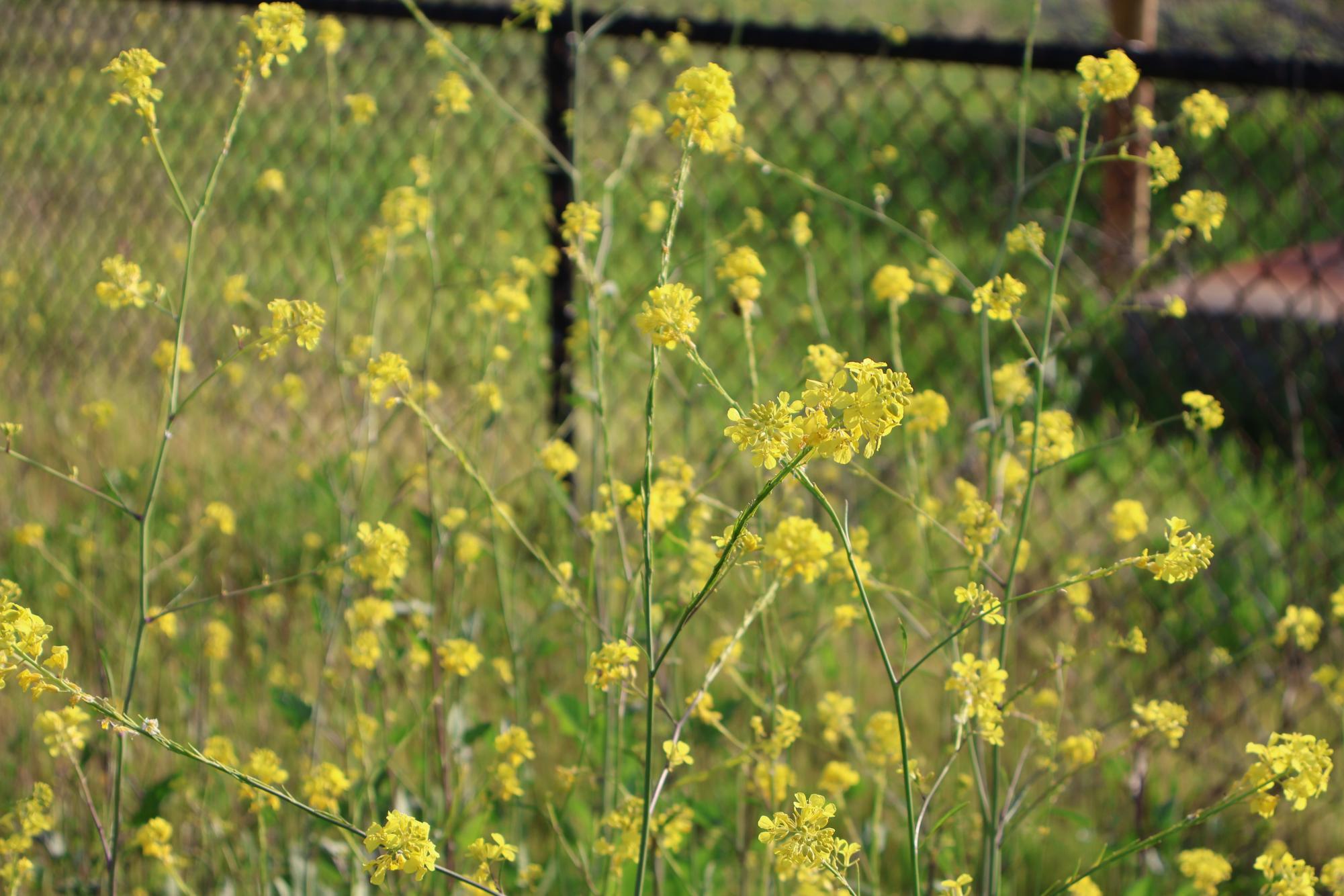 Hidden Beauty around Carlsbad