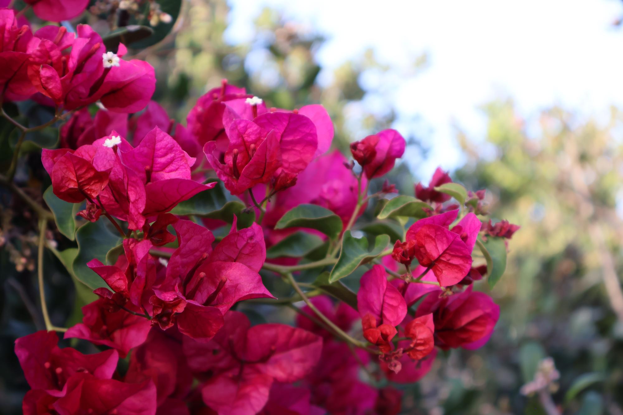 Hidden Beauty around Carlsbad