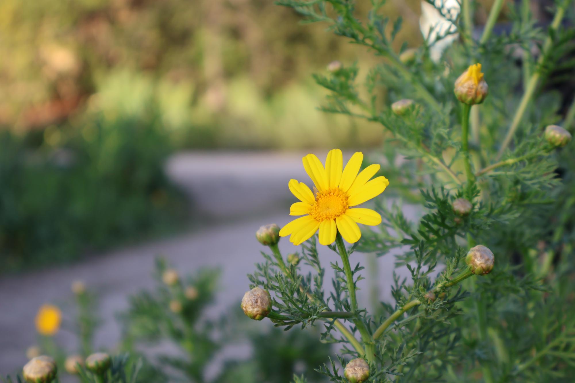 Hidden Beauty around Carlsbad