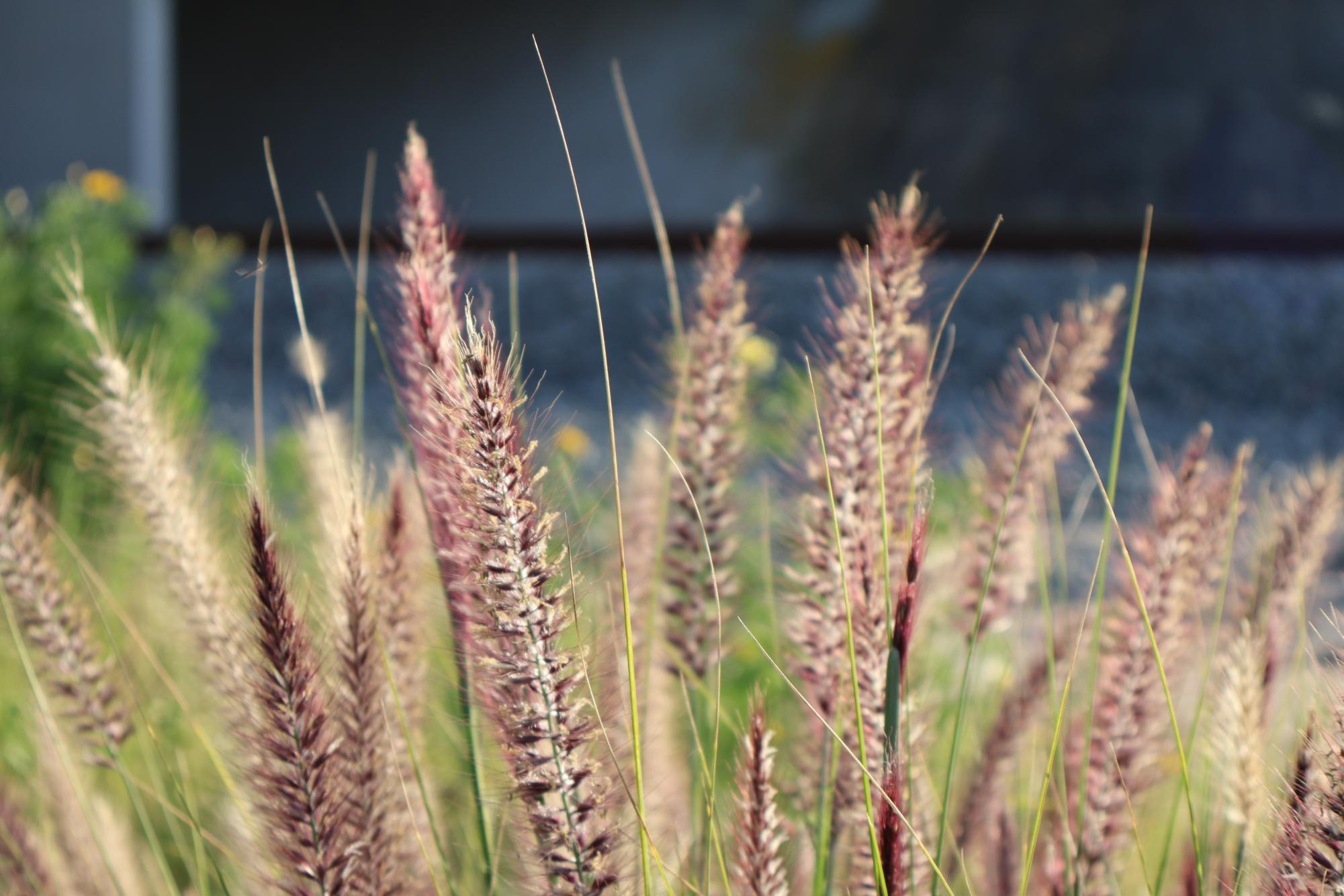 Hidden Beauty around Carlsbad