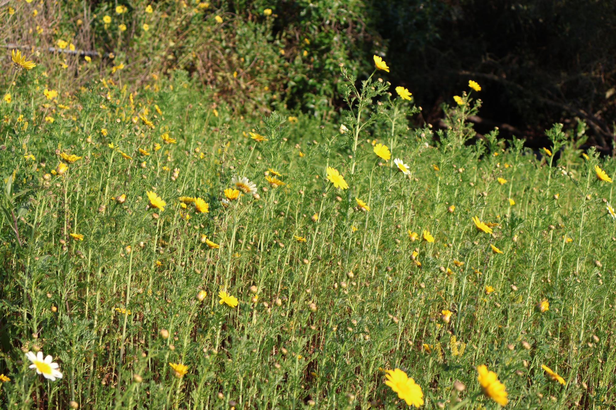 Hidden Beauty around Carlsbad