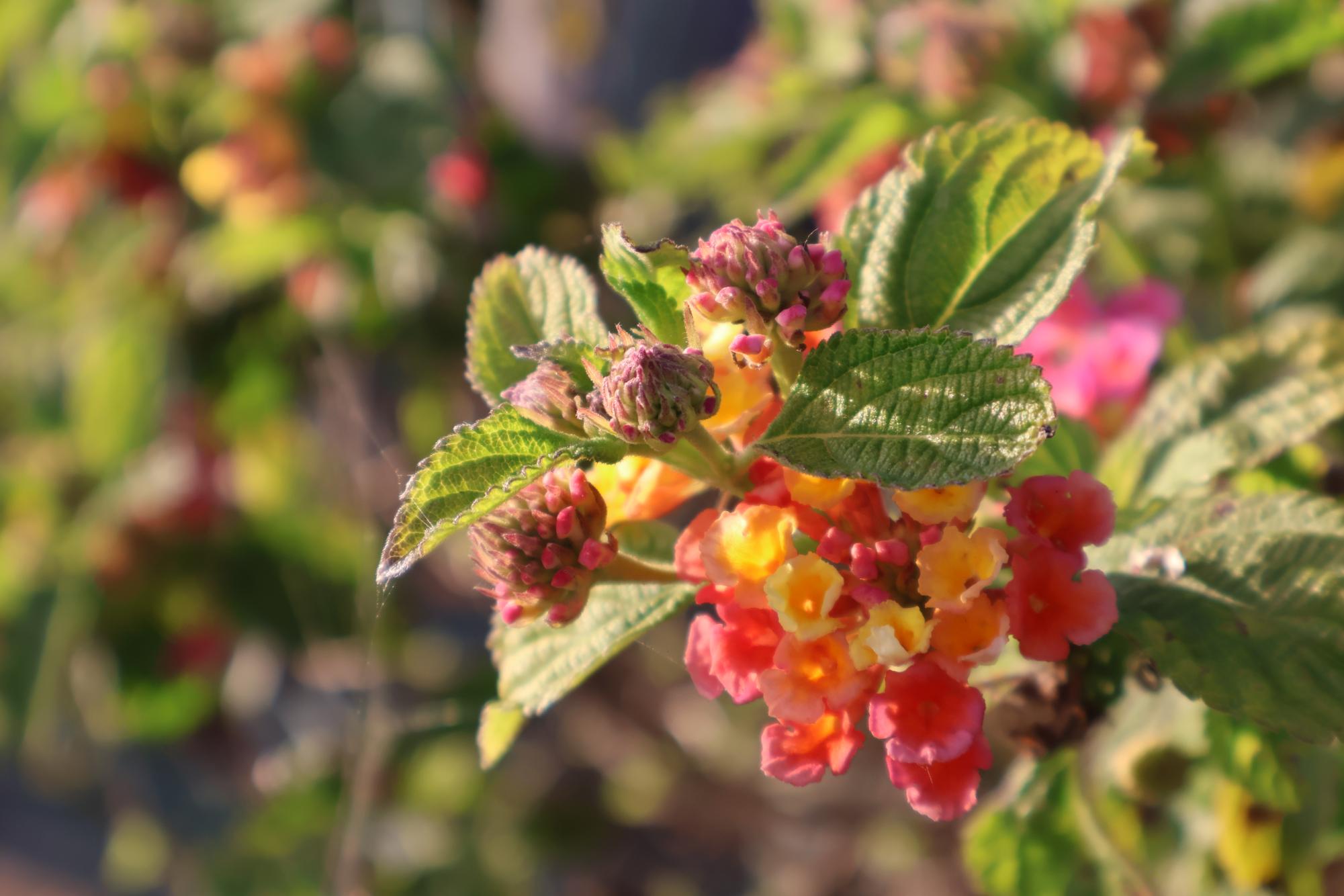 Hidden Beauty around Carlsbad
