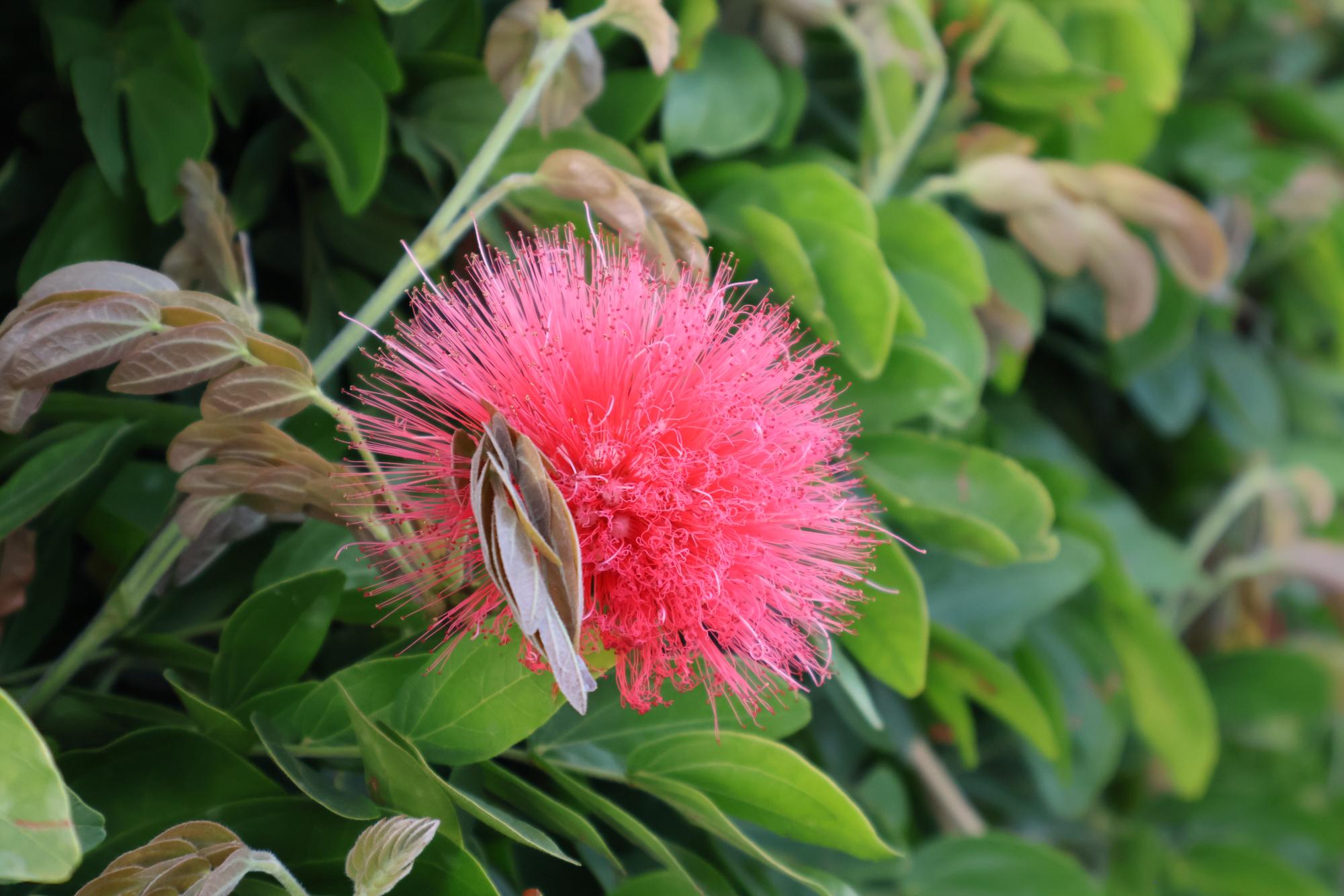 Hidden Beauty around Carlsbad