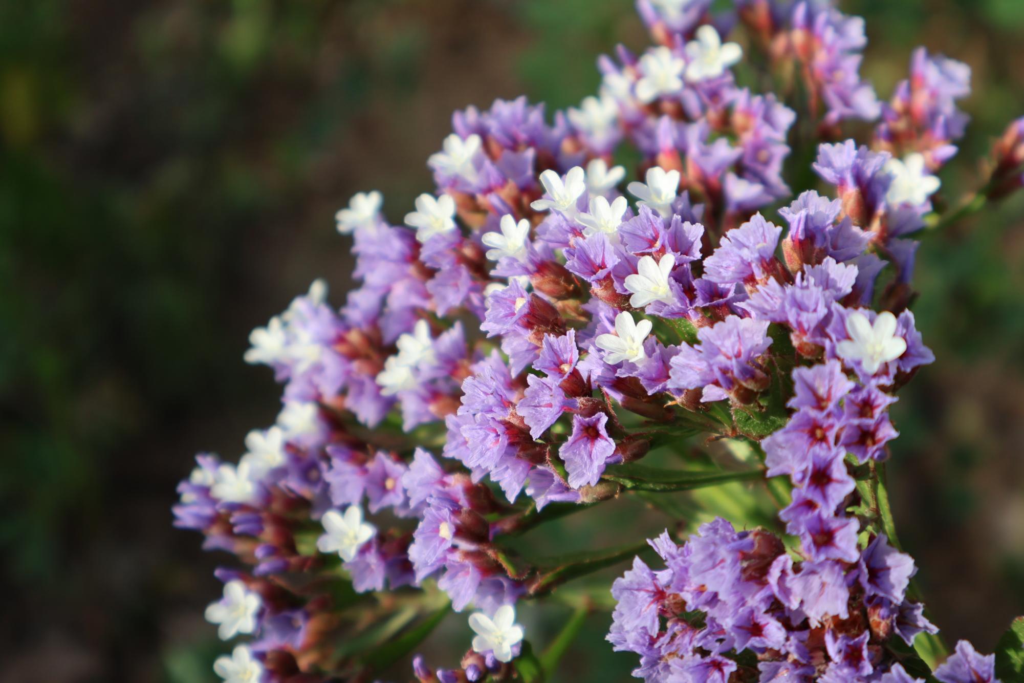 Hidden Beauty around Carlsbad