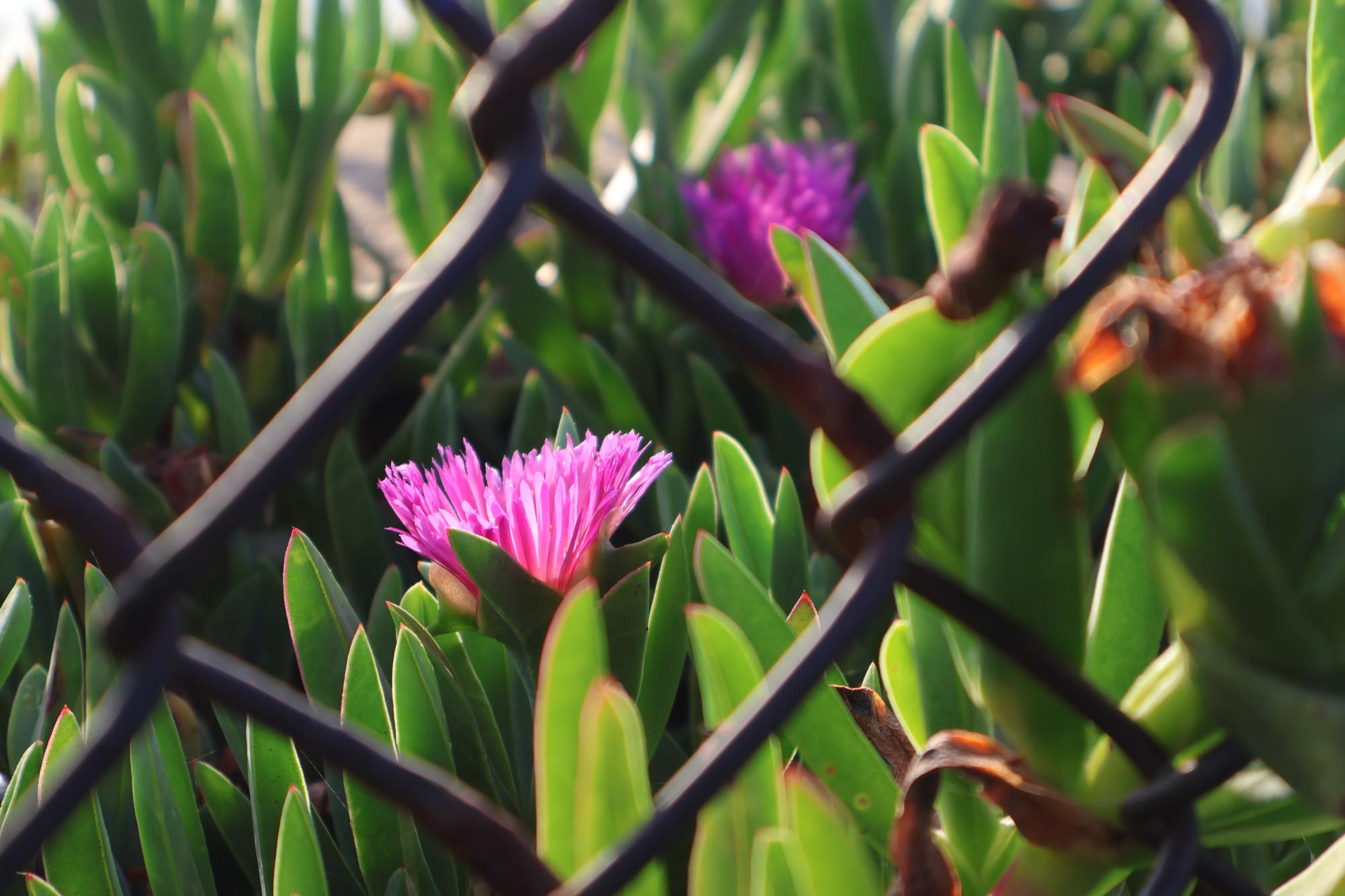 Hidden Beauty around Carlsbad