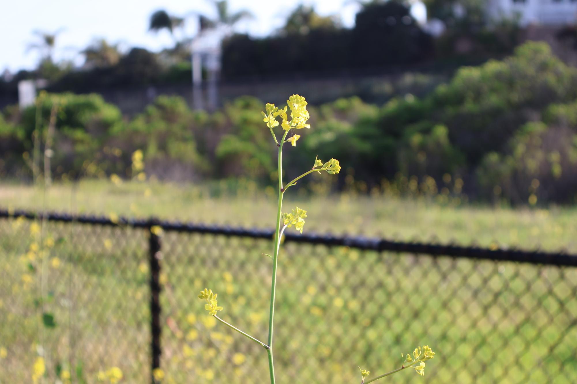 Hidden Beauty around Carlsbad