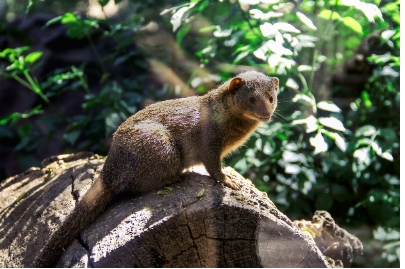 A mongoose stares past its enclosure on a log. Other species within the mongoose family include meerkats and the Indian gray mongoose.